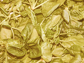 Image showing Retro looking Spinach leaves