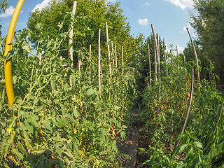 Image showing Vegetable garden