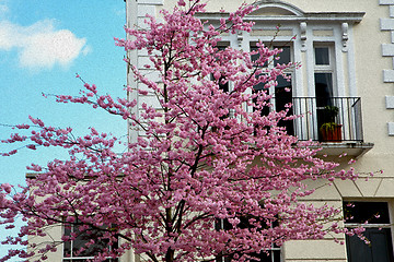 Image showing tree  window in europe london  red brick wall     and      histo