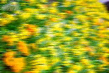 Image showing in london yellow flower field nature and spring