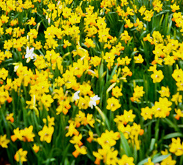 Image showing in london yellow flower field nature and spring