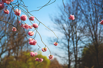 Image showing in london   park the pink   blossom flowers 