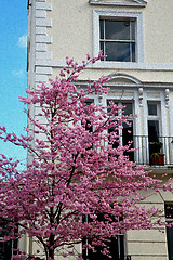 Image showing tree  window in europe london  red brick wall     and      histo