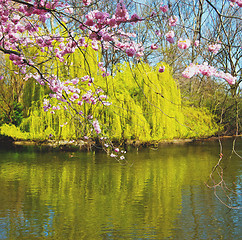 Image showing in london   park the pink tree and blossom flowers natural