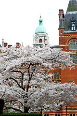 Image showing tree    in europe  brick wall     and      historical 