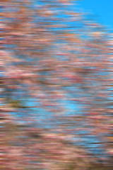 Image showing in london park the pink tree and blossom flowers natural