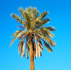 Image showing tropical palm in morocco africa alone and the sky