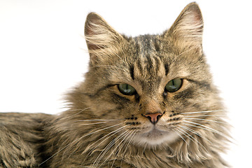 Image showing Portrait of a cat on a white background. isolated