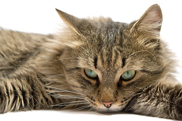 Image showing a lying cat on a white background. isolated