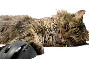Image showing a cat and the computer mouse on a white background. isolated