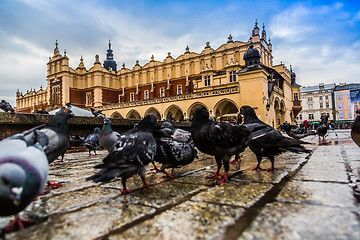 Image showing A lot of doves in Krakow old city.