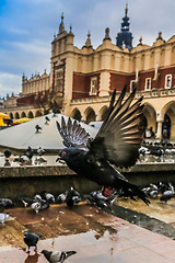 Image showing A lot of doves in Krakow old city.