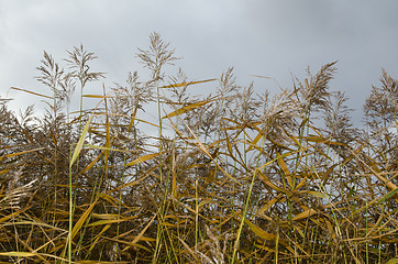 Image showing Reeds in fall colors