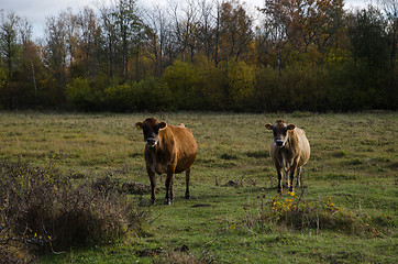 Image showing Watching cattle