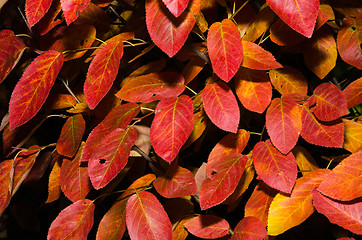 Image showing Colored shadblow leaves