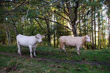 Image showing Charolais cattle in a green forest