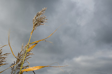 Image showing Autumn reeds