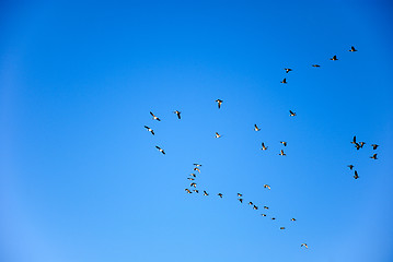 Image showing Migrating geese group