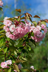 Image showing Beautiful Cherry blossom , pink sakura flower