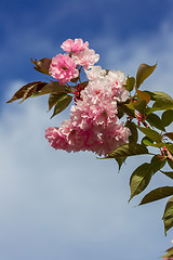 Image showing Beautiful Cherry blossom , pink sakura flower