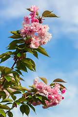 Image showing Beautiful Cherry blossom , pink sakura flower