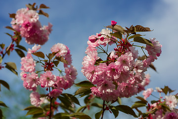 Image showing Beautiful Cherry blossom , pink sakura flower