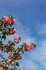 Image showing Beautiful Cherry blossom , pink sakura flower