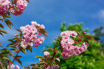 Image showing Beautiful Cherry blossom , pink sakura flower