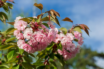 Image showing Beautiful Cherry blossom , pink sakura flower