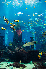 Image showing Aquarium tropical fish on a coral reef