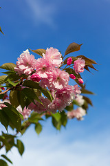 Image showing Beautiful Cherry blossom , pink sakura flower