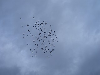 Image showing Flock of birds