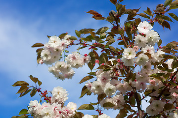 Image showing Beautiful Cherry blossom , pink sakura flower