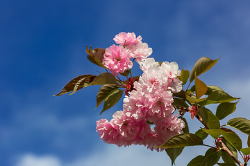 Image showing Beautiful Cherry blossom , pink sakura flower