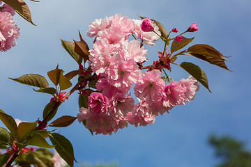 Image showing Beautiful Cherry blossom , pink sakura flower