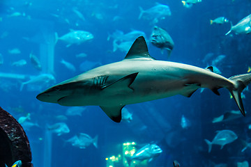 Image showing Aquarium tropical fish on a coral reef