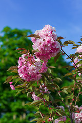 Image showing Beautiful Cherry blossom , pink sakura flower