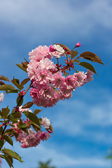 Image showing Beautiful Cherry blossom , pink sakura flower