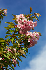 Image showing Beautiful Cherry blossom , pink sakura flower