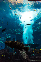 Image showing Aquarium tropical fish on a coral reef