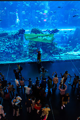 Image showing Largest aquarium of the world in Dubai Mall