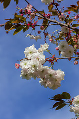 Image showing Beautiful Cherry blossom , pink sakura flower