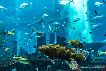 Image showing Aquarium tropical fish on a coral reef