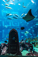 Image showing Aquarium tropical fish on a coral reef