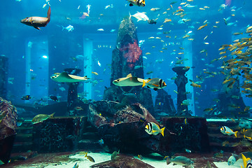 Image showing Aquarium tropical fish on a coral reef