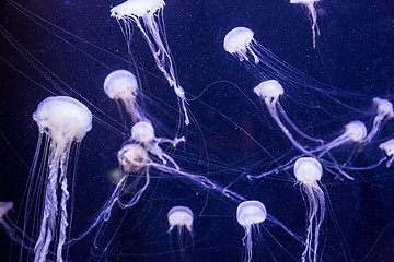 Image showing Beautiful jellyfish moving slowly in aquarium in Dubai