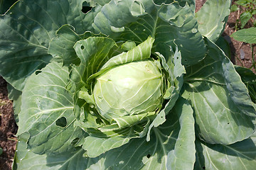 Image showing Cabbage