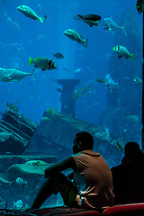 Image showing Huge aquarium in a hotel Atlantis in Dubai on the Palm islands