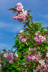 Image showing Beautiful Cherry blossom , pink sakura flower