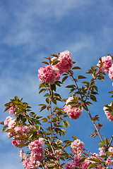 Image showing Beautiful Cherry blossom , pink sakura flower